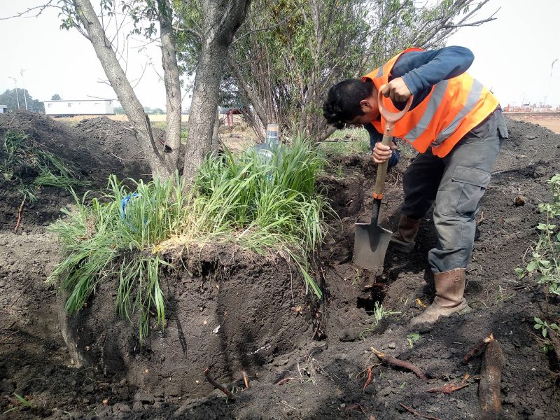 Trasplante de árboles en Parque Industrial Aeropuerto Grupo Viverista