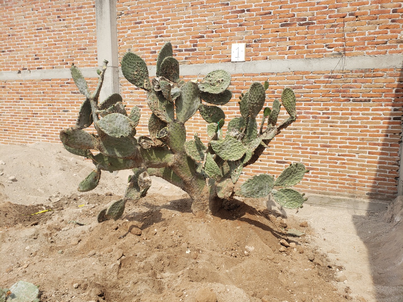 trasplante de árboles México