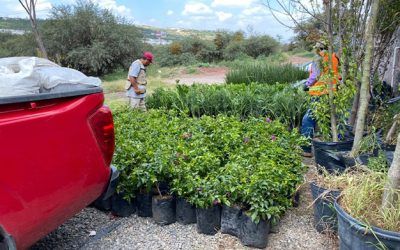 Venta de Plantas por mayoreo, Querétaro