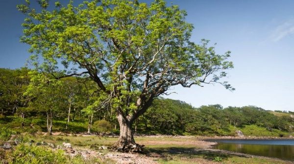 El árbol Fresno características y más | Grupo Viverista Mundo Verde