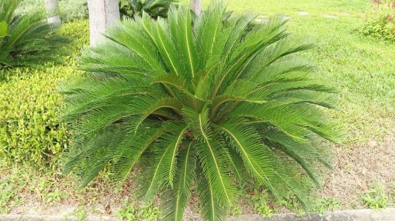 Palma cica precio, cuidados y más | Grupo Viverista Mundo Verde