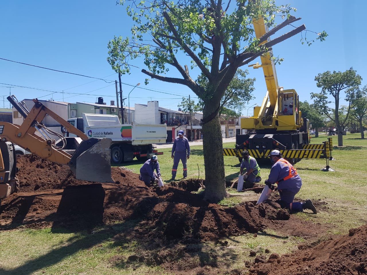 Cómo hacer un trasplante de árboles grandes en México