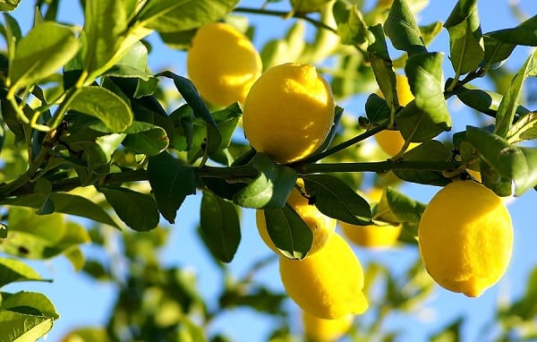 ¿Cómo trasplantar un árbol de limón grande
