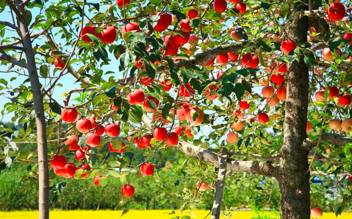 ¿Cómo trasplantar un árbol de manzana
