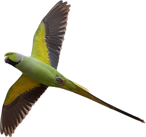 Qué es un sustrato y tipos de sustrato | Grupo Mundo Verde