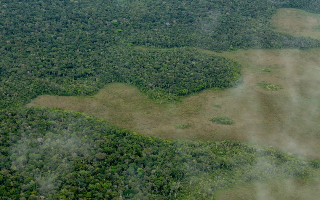 Cambio de uso de suelo forestal y su impacto en el medio ambiente