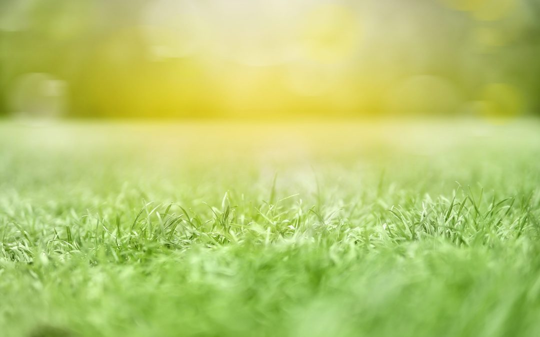 Cómo elegir el mejor pasto para tu jardín