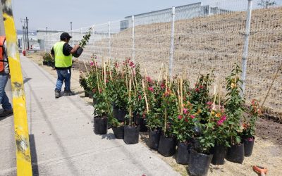 Suministro e instalación de bugambilias para barda perimetral industrial, Querétaro