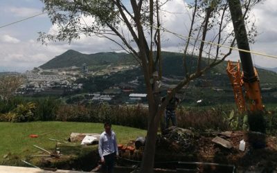 Suministro e Instalación de Fresno de gran formato, Morelia, Michoacán