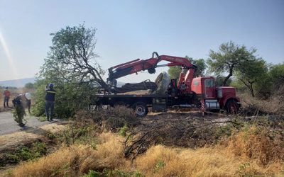 Trasplante de árboles de gran formato, Celaya, Guanajuato, Ferromex