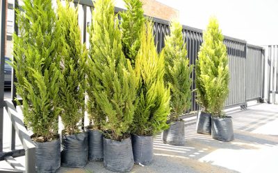 Instalación de vegetación y macetas en Colegio Montessori