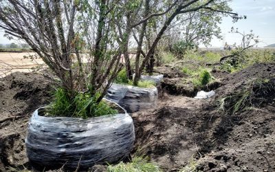Trasplante de árboles en Parque Industrial Aeropuerto