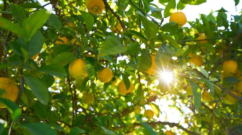 Árboles de limón: tipos, plagas y dónde comprar