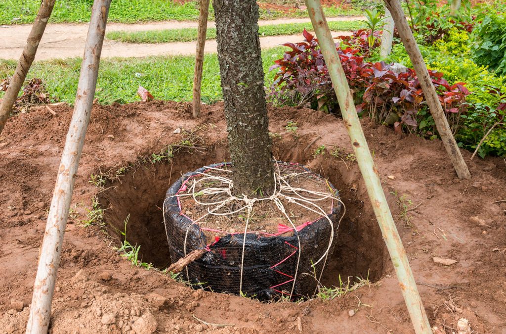 Técnicas de trasplante de árboles más comunes