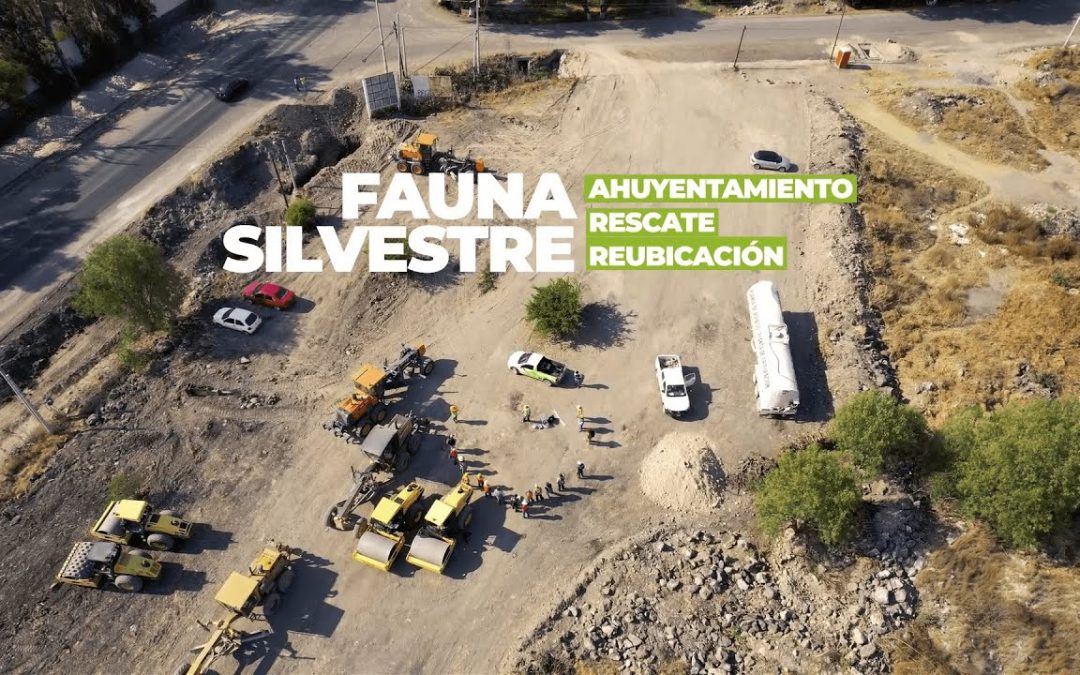 ¿Qué es un programa de ahuyentamiento, rescate y reubicación de fauna?