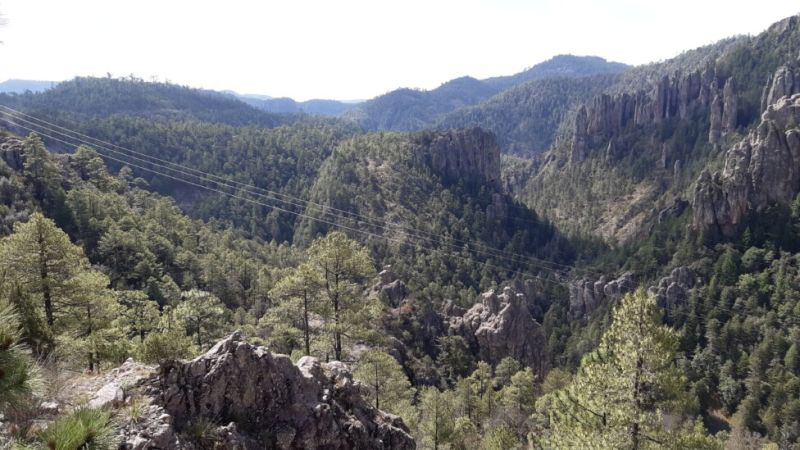 Créditos de Carbono: El Impacto de los Proyectos Mexicanos en 2025