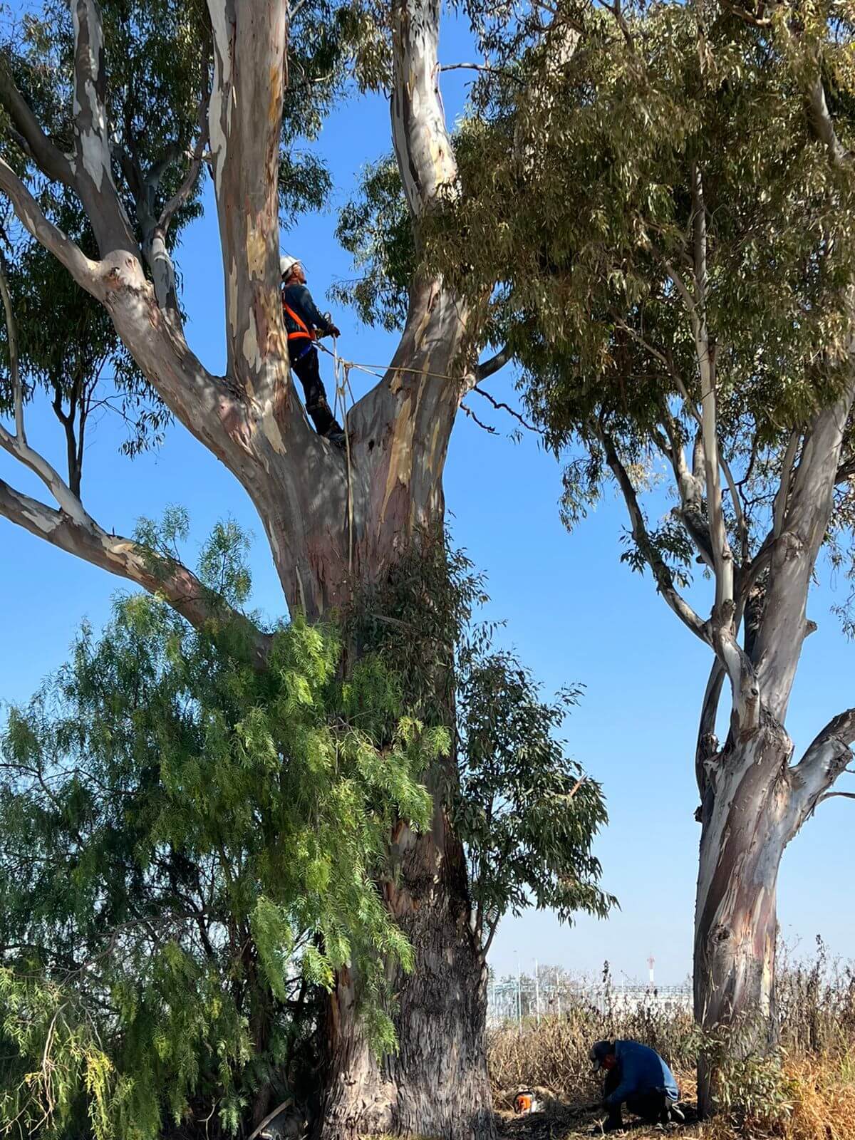 Poda de árboles en Querétaro