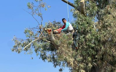 Poda de Árboles Querétaro en el Parque Industrial Puerta Querétaro